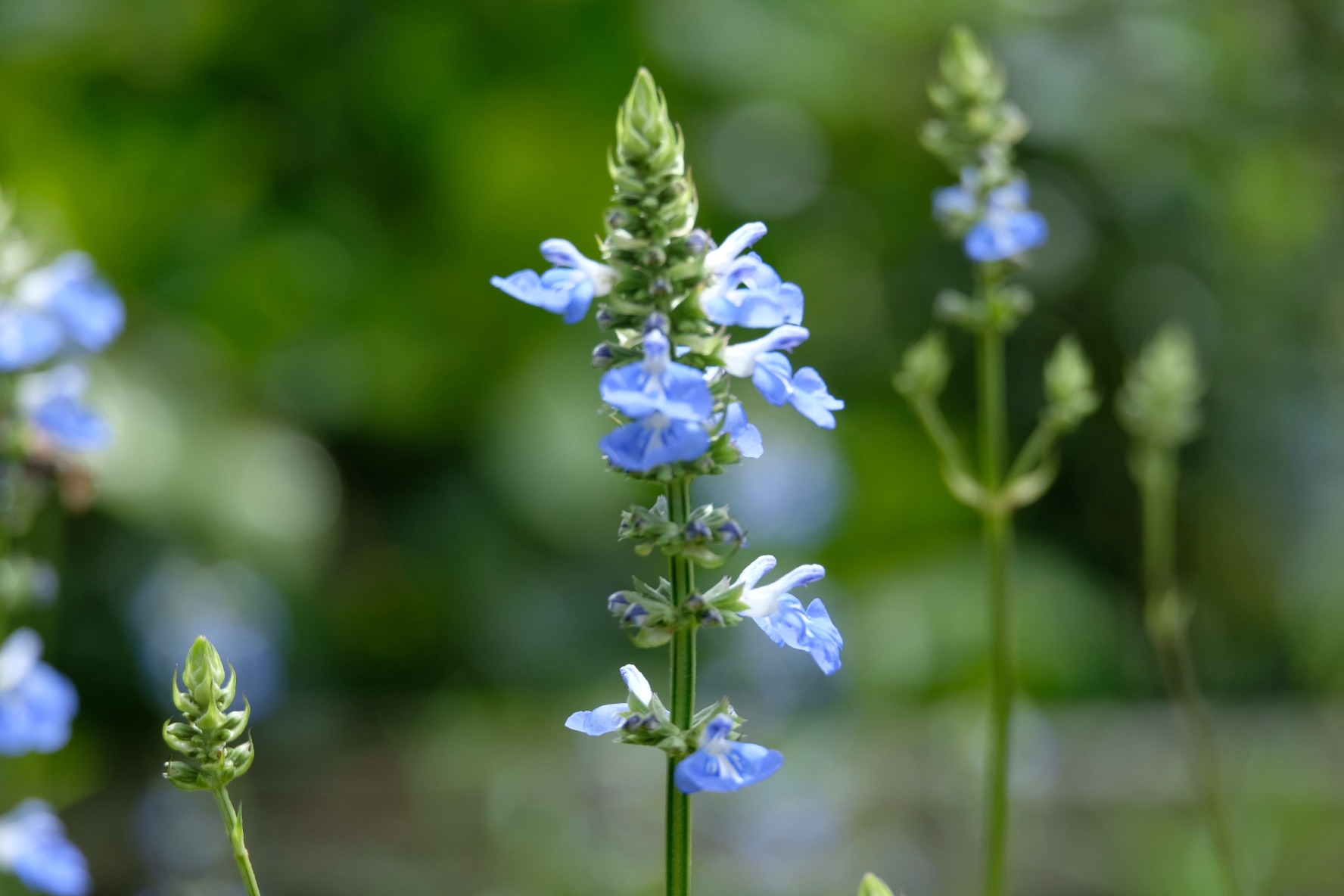 Wild flowers